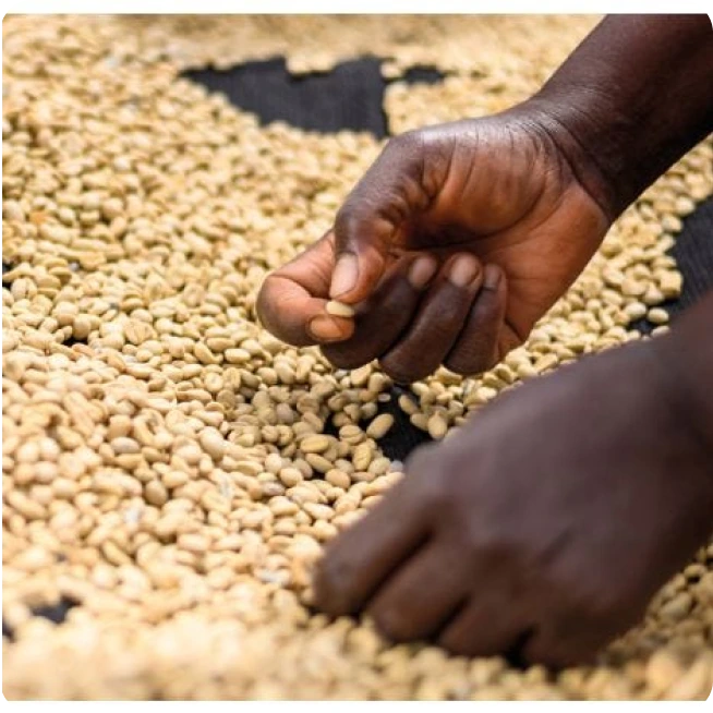 GASHARU - Rwanda Washed
