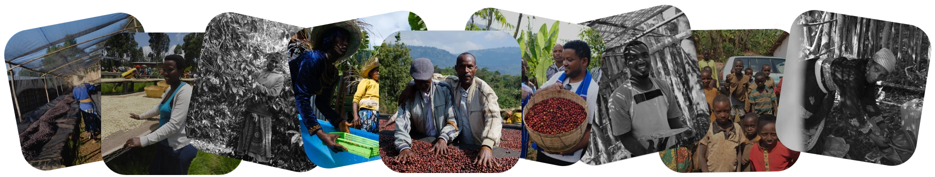 Progetto Petrolio Elite Supercoffee